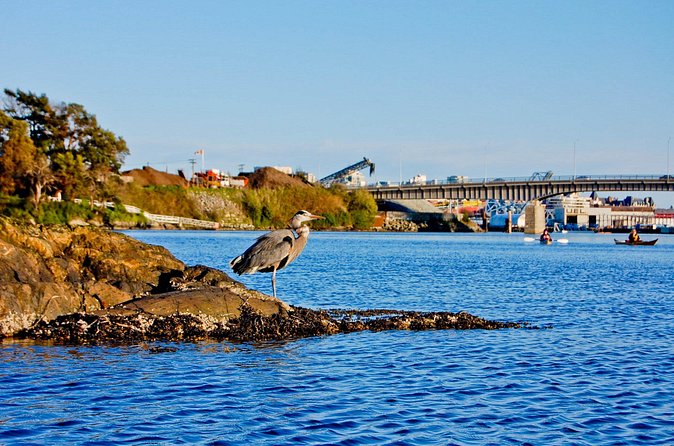 Victoria Harbour Kayak Tour - Kayaks, gear, and what to expect on the water