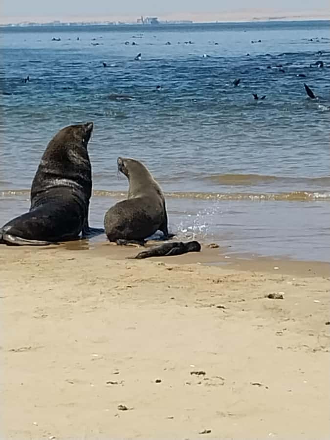 Walvis Bay: Kayaking and Sandwich Harbour Full-Day Tour - Key things that make this tour worth your day