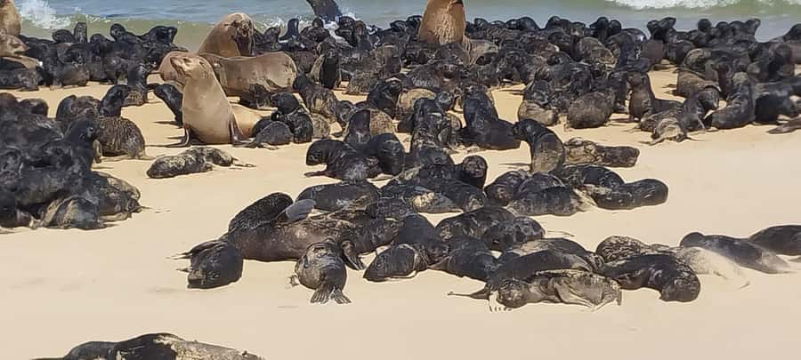 Walvis Bay: Kayaking and Sandwich Harbour Full-Day Tour - The !Nara Valley game drive for oryx, ostrich, and springbok
