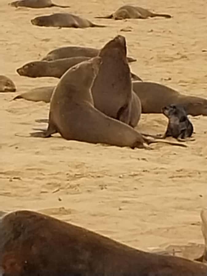 Walvis Bay: Kayaking and Sandwich Harbour Full-Day Tour - How much is $224 for this day—and is it good value?