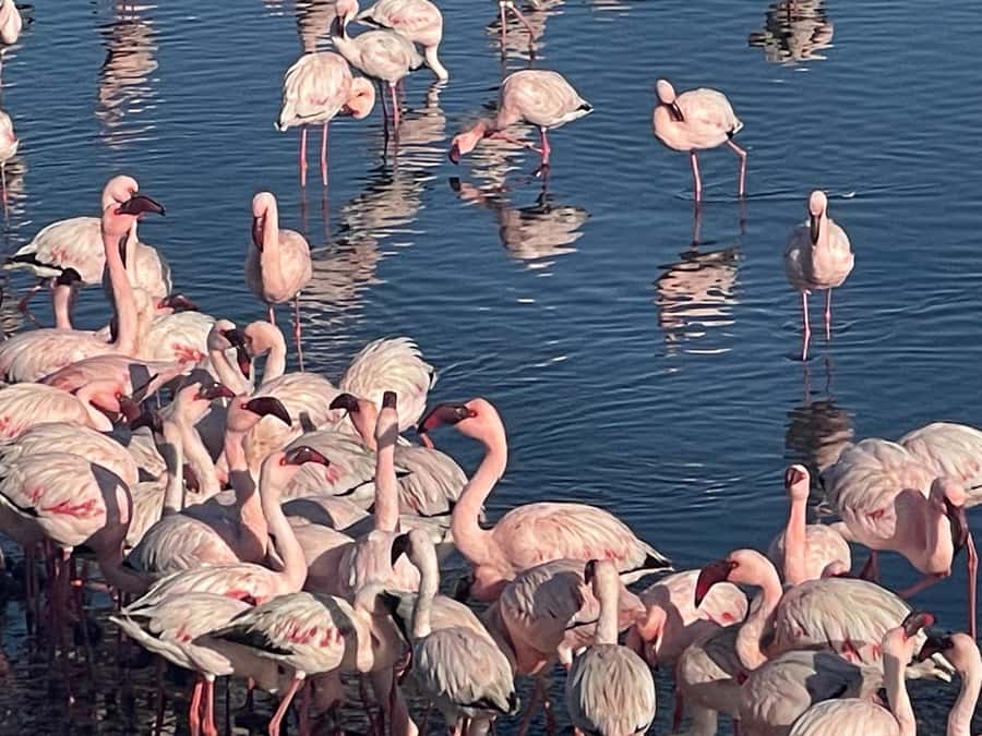 Walvis Bay: Kayaking and Sandwich Harbour Full-Day Tour - Practical tips to pack and wear