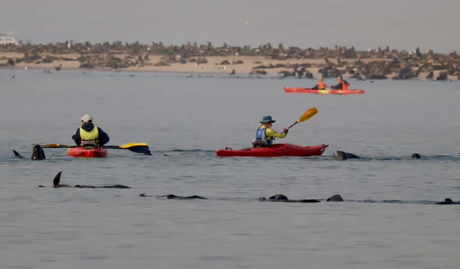 Walvis Bay: Pelican Point Kayaking Tour - Two Hours on the Water: Close Cape Fur Seals (and Sometimes More)