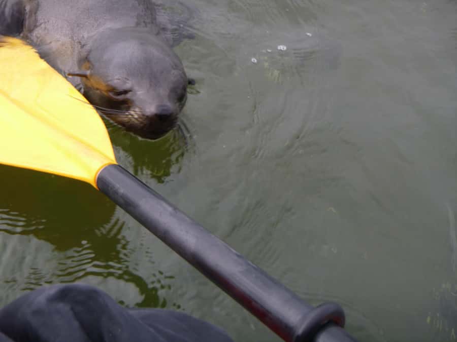 Walvis Bay: Pelican Point Kayaking Tour - Guides Matter: Friendly Personalities and Local Knowledge