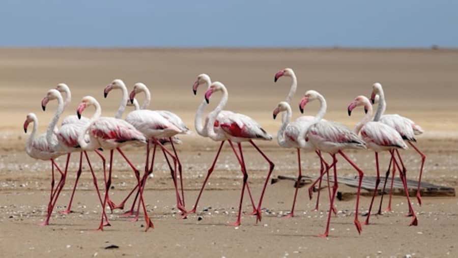 Walvis Bay: Pelican Point Kayaking Tour - What’s Included for Your Comfort (and What Isn’t)