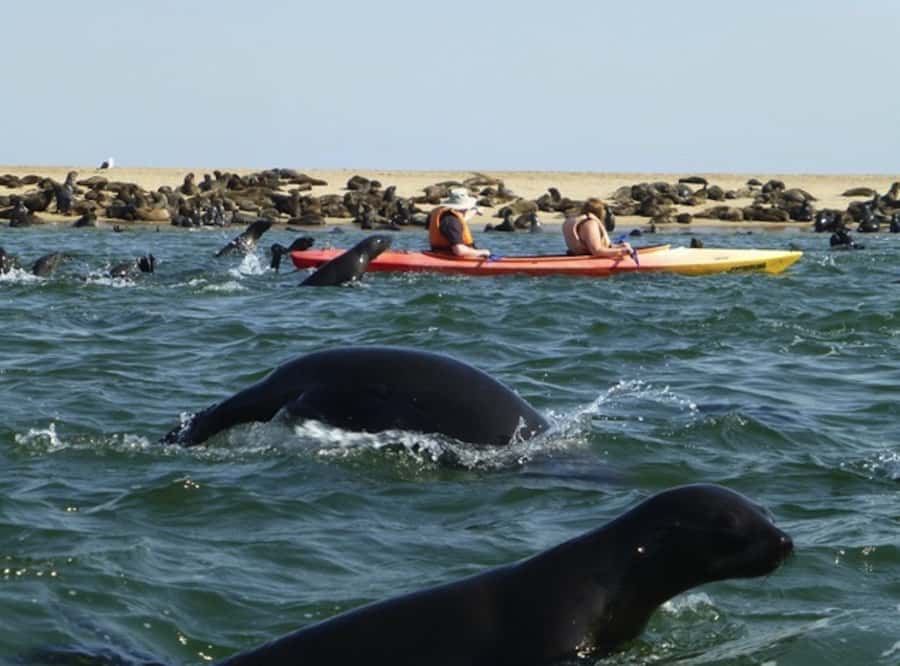 Walvis Bay: Pelican Point Kayaking Tour - What to Bring: The Small List That Prevents Big Regret
