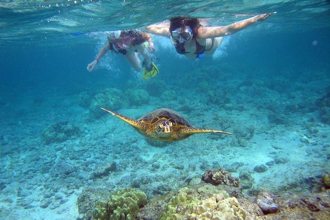 Watamu Marine Park & Sudi Island Mangrove Forest Canoe Ride.With sea food lunch - Watamu National Marine Park by motorized glass boat
