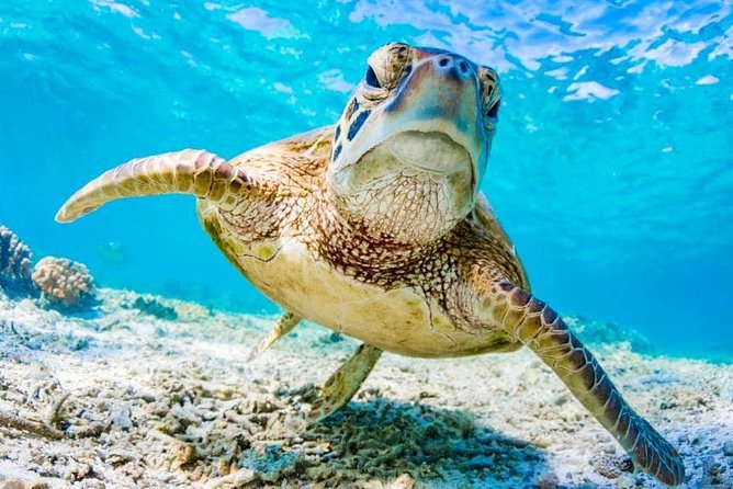 Watamu Marine Park & Sudi Island Mangrove Forest Canoe Ride.With sea food lunch - Transfers, timing, and group size: smoother than DIY