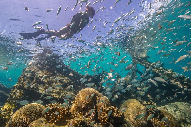 Watamu Marine Park & Sudi Island Mangrove Forest Canoe Ride.With sea food lunch - Price and value: what you’re really paying for