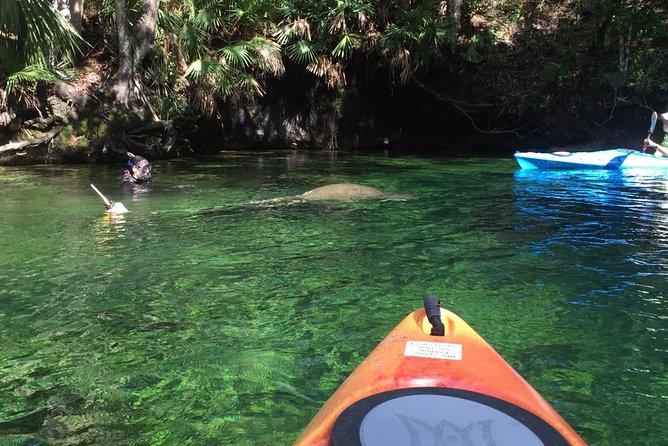 Wekiva River Guided Kayak Tour - Paddling 7 Miles: Pace, Workout Level, and Where Stops Actually Happen