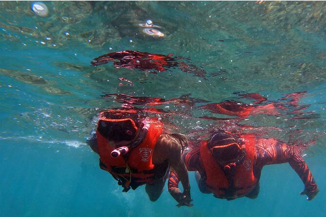 Whale Watch by Kayak-No Time Limit - Spotting Whales, Turtles, Fish, and Coral Heads From the Water