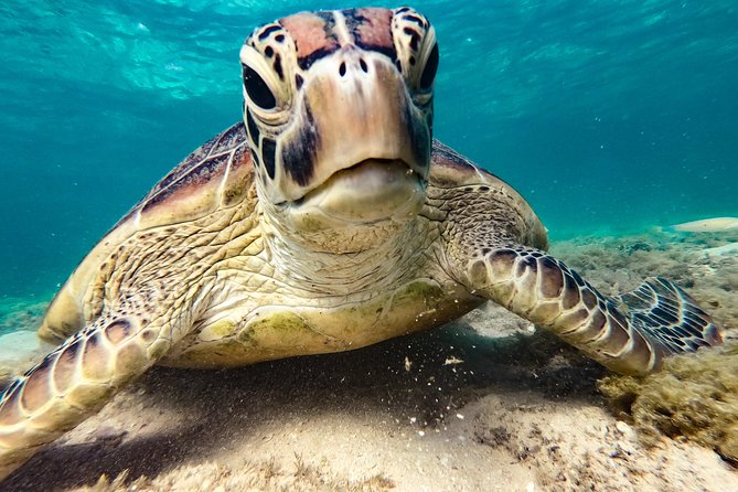 Whitsunday Islands Sail, SUP & Snorkel Tour- Small group - BYOB drinks: freedom, but plan ahead for what’s not provided
