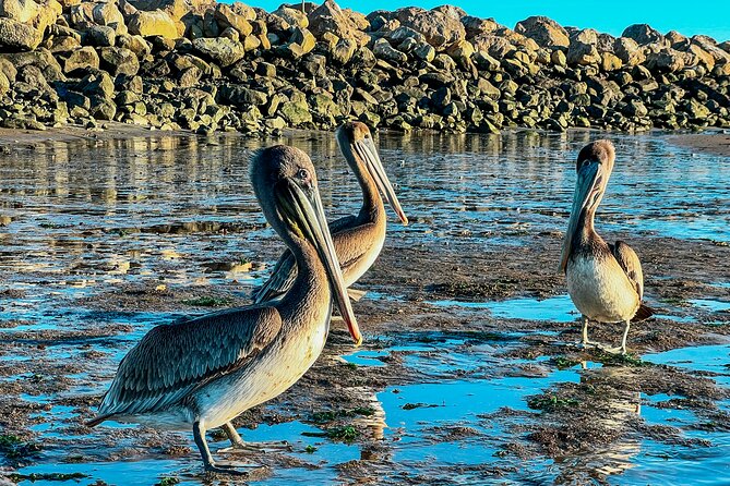 Wildlife Kayak Tour in Santa Barbara Harbor (2 Hours) - Key things that make this tour worth your time
