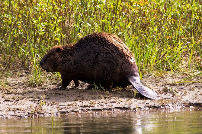 Wildlife on the Bow | Big Canoe Tour in Banff National Park - Value and pricing: why $69.85 can make sense