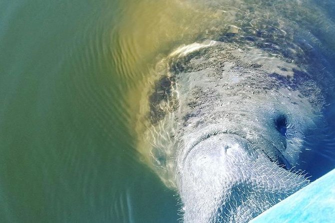 Wildlife Refuge Manatee, Dolphin & Mangrove Kayak or Paddleboarding Tour! - Mangroves, Quiet Stops, and Why the Guide Matters