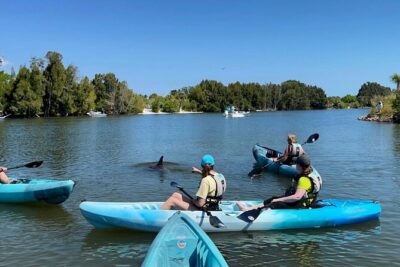 Wildlife Refuge Sunset Dolphin, Manatee & Mangrove Kayak or Paddleboarding Tour! - Picking kayak vs SUP: which fits your comfort level