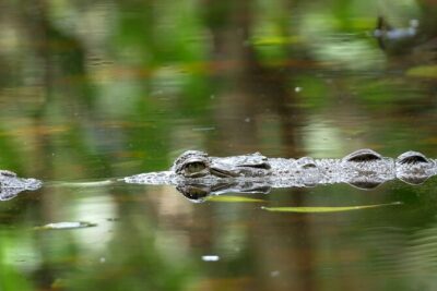 Wildlife Safari Float by Kayak in Peñas Blancas River from Arenal - Stop One on the Itinerary: Paddling the Peñas Blancas River for Wildlife