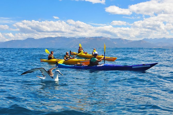Wildlife Sea Kayaking Tour - Kaikoura - Key points worth knowing before you go