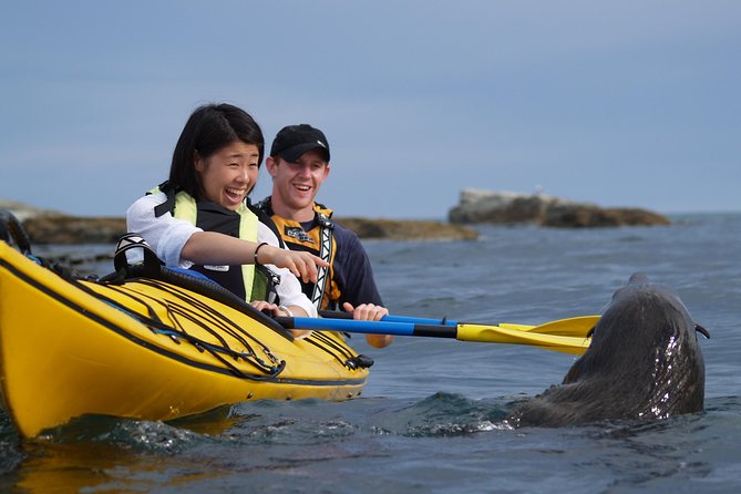 Wildlife Sea Kayaking Tour - Kaikoura - Kaikoura Kayaks logistics: what a 3-hour tour really feels like
