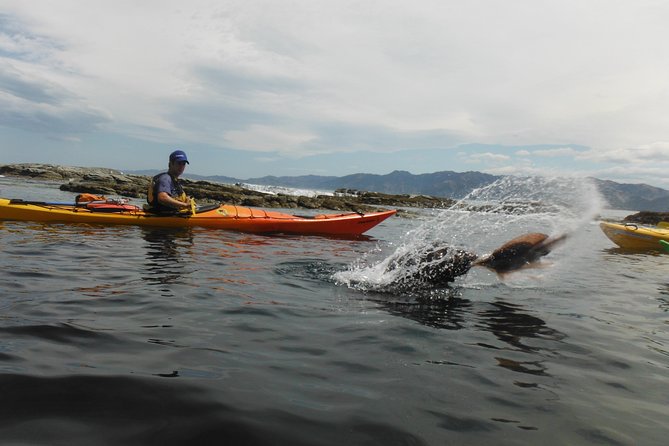 Wildlife Sea Kayaking Tour - Kaikoura - Stop 2: Peninsula Seal Colony and watching fur seals the right way