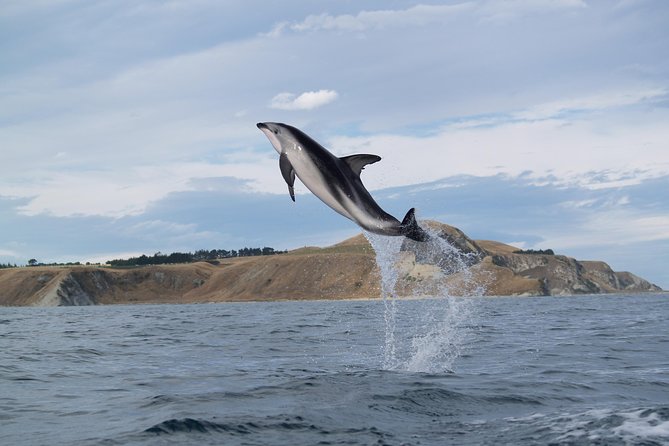 Wildlife Sea Kayaking Tour - Kaikoura - Wildlife odds in Kaikoura: fur seals, seabirds, dolphins, and whales in season