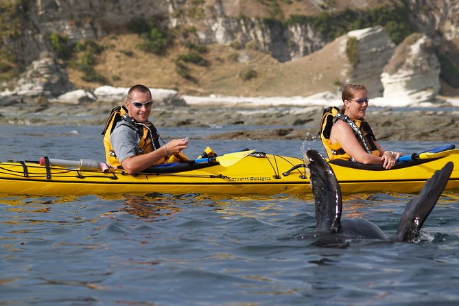 Wildlife Sea Kayaking Tour - Kaikoura - Price and value at about $99.29 per person