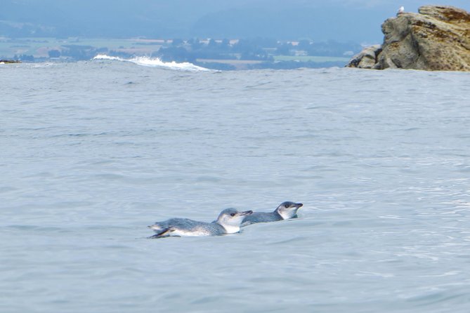 Wildlife Sea Kayaking Tour - Kaikoura - Weatherproof reality: what to bring and how to stay comfortable